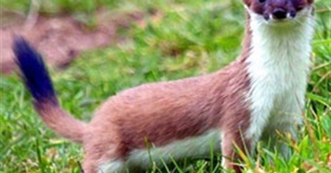 Cách sinh tồn "mưu mô xảo quyệt" của các loài động vật 