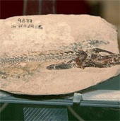 Phát hiện hóa thạch một loài cá mang tròn cổ đại