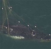 Video: Giải cứu cá voi lưng gù bị mắc lưới