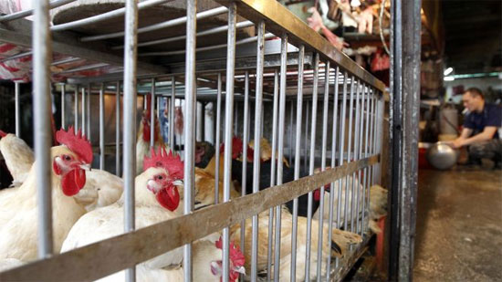 Virus H7N9 có khả năng lây truyền trong không khí