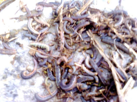 Sâu lạ tấn công khiến dân hoang mang