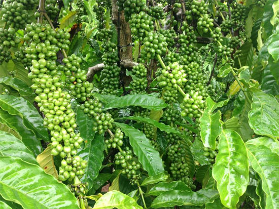 Chọn 21 giống cà phê năng suất cao, kháng sâu bệnh