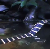 Video: Hổ mang chúa tử nạn trước hàm cá sấu