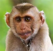 Cảnh báo virus nguy hiểm lây từ khỉ sang người