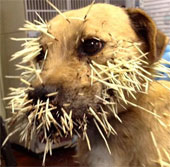 Video: Chú chó tội nghiệp bị cắm gai nhím vào người