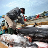 Indonesia, Ấn Độ tàn sát cá mập nhiều nhất thế giới