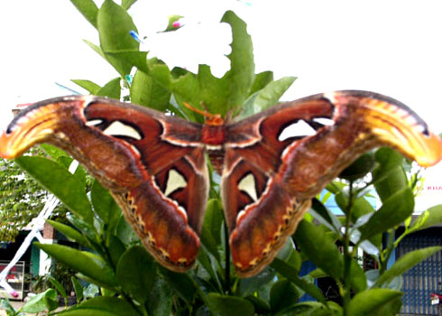 Loài bướm lớn nhất Đông Nam Á xuất hiện ở nhà dân