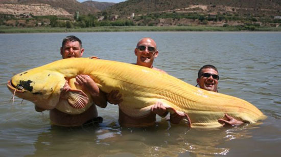Câu được cá trê vàng khổng lồ