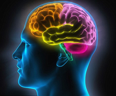 Não bộ của con người khó thông minh hơn nữa