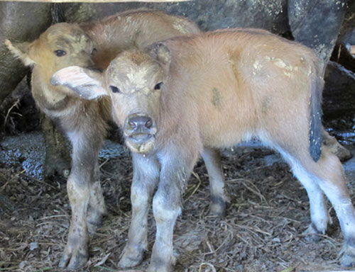 Xôn xao trâu mẹ sinh 2 con nghé
