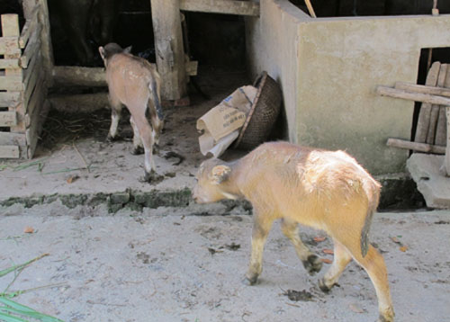 Xôn xao trâu mẹ sinh 2 con nghé