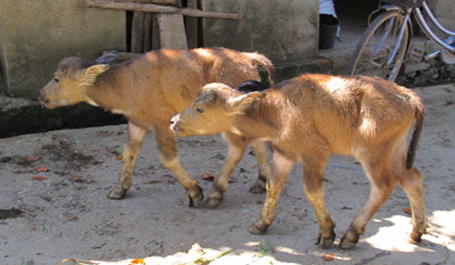 Xôn xao trâu mẹ sinh 2 con nghé