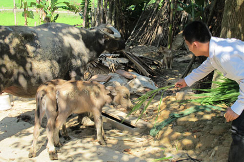 Xôn xao trâu mẹ sinh 2 con nghé