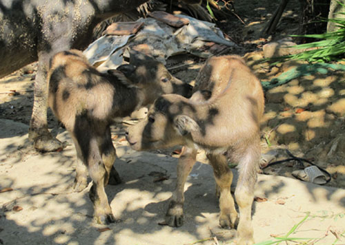 Xôn xao trâu mẹ sinh 2 con nghé