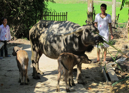 Xôn xao trâu mẹ sinh 2 con nghé
