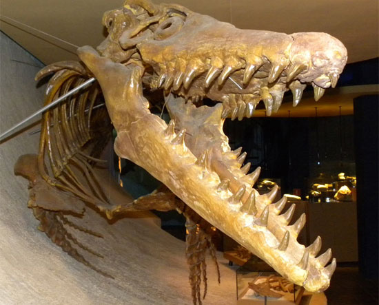 Thằn lằn biển Mosasaur từng thống trị đại dương