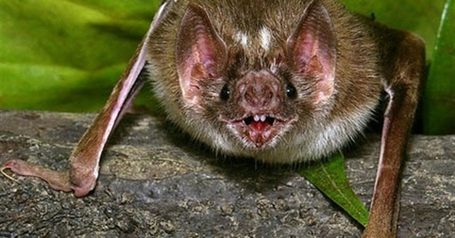 Dơi ma cà rồng tìm hút máu con mồi bằng cách nào?