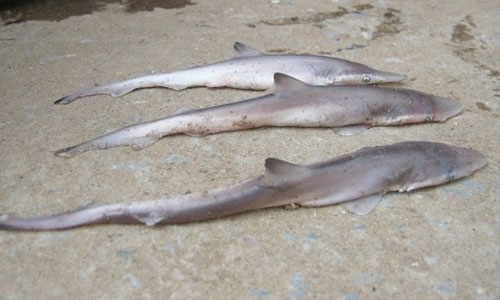 Thanh Hóa: Ngư dân bắt được 3 con cá mập gần bờ