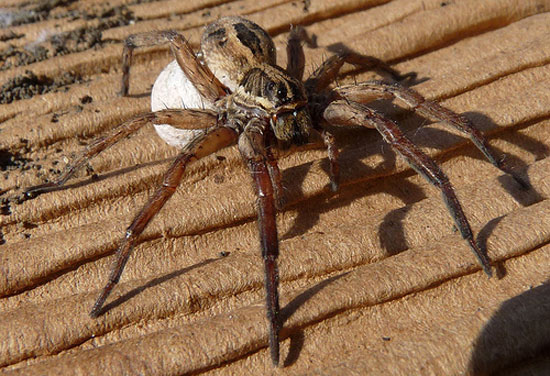 Vì sao nhện cái to con hơn nhện đực? 