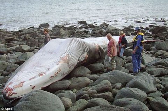 Phát hiện xác cá voi dài 17m