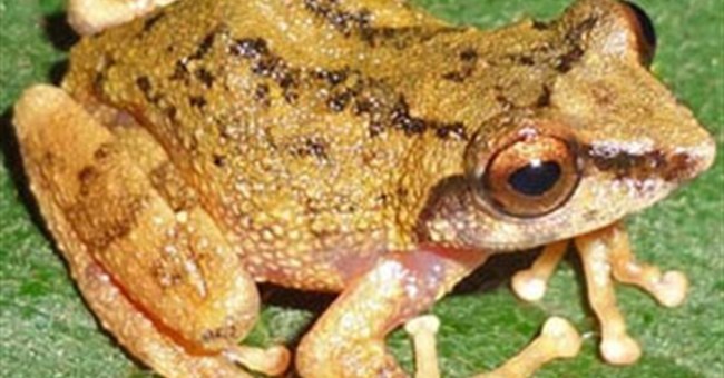 Cận cảnh 10 loài ếch mới phát hiện tại Ấn Độ 