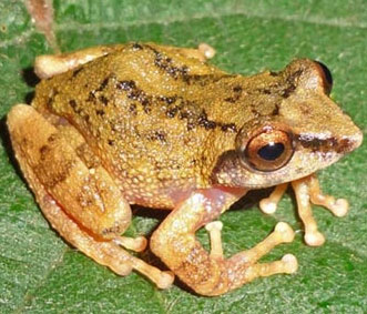 Cận cảnh 10 loài ếch mới phát hiện tại Ấn Độ 