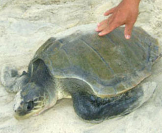 Quảng Trị: Thả rùa quý hiếm về đại dương 