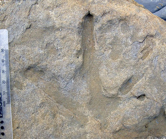 Phát hiện vết chân khủng long 105 triệu năm trước
