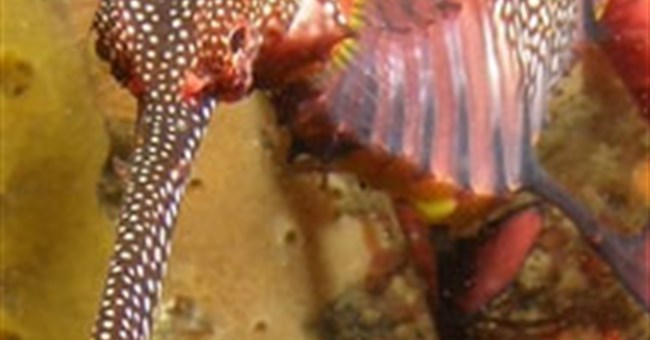 Phát hiện mới về tập tính sinh sản của cá rồng biển