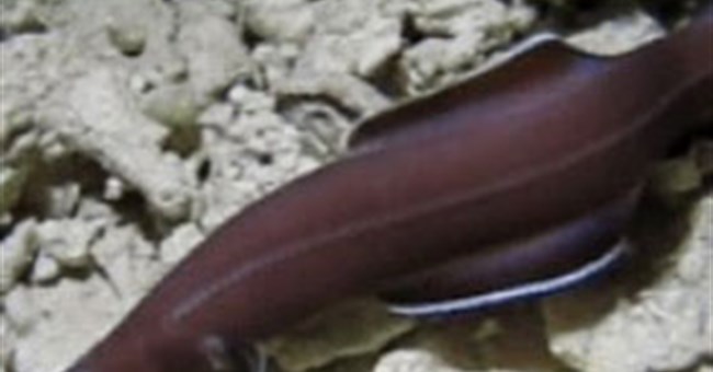 Phát hiện cá chình “hóa thạch sống” ở Thái Bình Dương