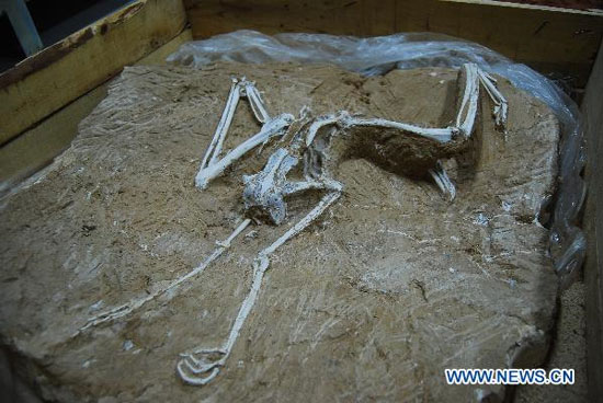 Trung Quốc tìm ra hóa thạch chim 7 triệu năm tuổi