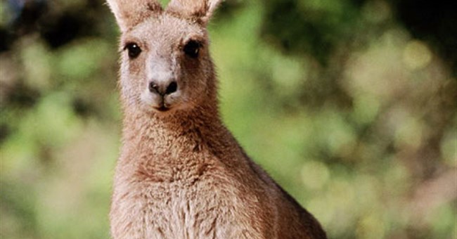 Lần đầu tiên giải mã được DNA của loài chuột túi