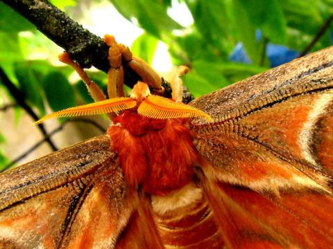 Cặp ngài to hình răng lược là dấu hiệu để nhận biết bướm khế đực