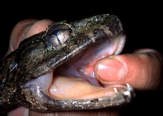 Phát hiện ếch có răng nanh ở Indonesia 