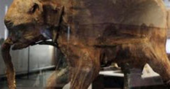 Phát hiện xác voi ma mút nguyên vẹn ở Bắc Cực