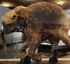 Phát hiện xác voi ma mút nguyên vẹn ở Bắc Cực