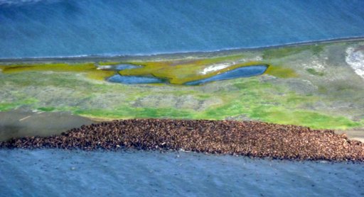 Hàng ngàn con hải mã dạt vào bở biển tây bắc Alaska