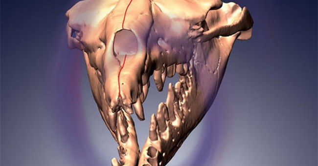 Bí ẩn hộp sọ của cá voi cổ đại 