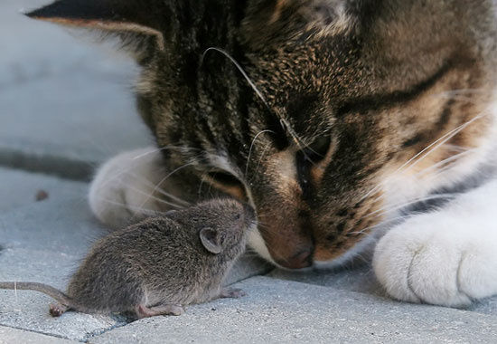 Ký sinh trùng khiến chuột thích mèo 