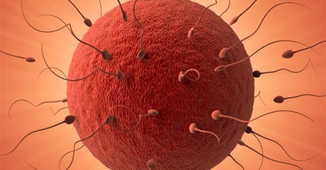 Phát hiện mới mang lại hy vọng cho người vô sinh