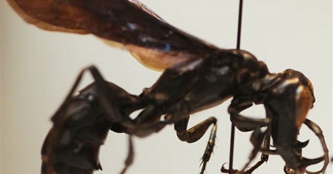 Phát hiện ong vò vẽ có hàm răng khổng lồ
