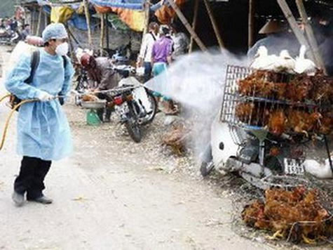 Cảnh báo đại dịch cúm gia cầm mới ở Việt Nam 