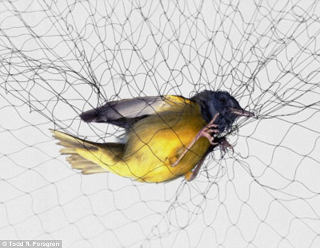 Những khoảnh khắc chim sa lưới hiếm thấy