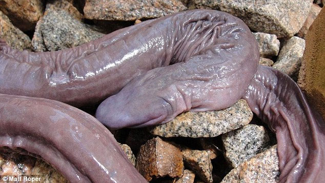 Phát hiện loài "rắn mù" kỳ lạ ở Brazil