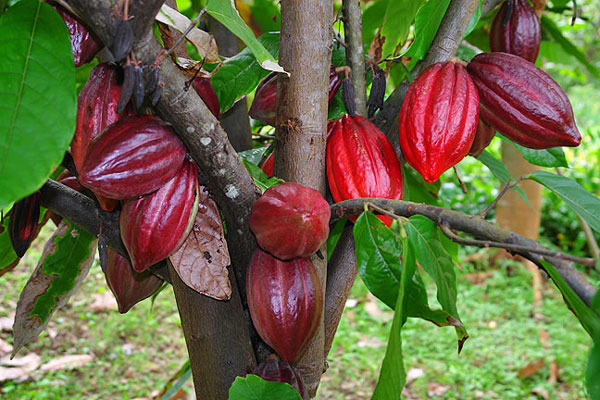 Người Maya dùng chocolate làm gia vị