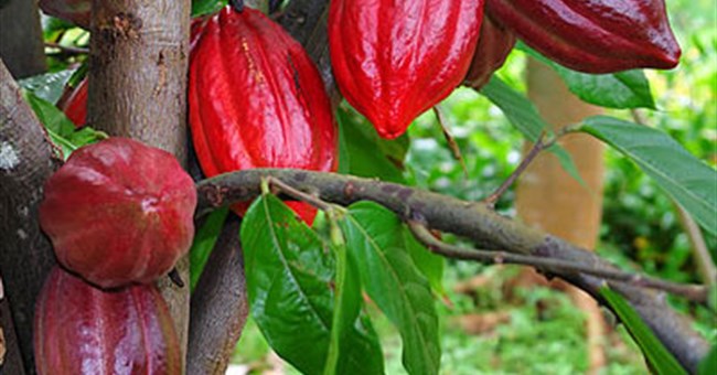 Người Maya dùng chocolate làm gia vị