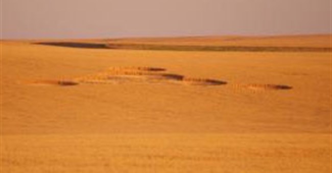 Vòng tròn bí ẩn trên cánh đồng Mỹ