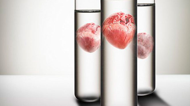 Các nhà nghiên cứu y khoa đã tìm ra được phần tử giúp chuyển đổi tế bào mầm sang tế bào tim 