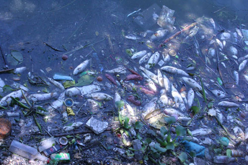 Hồ Tây: Cá chết hàng loạt vì nước ô nhiễm