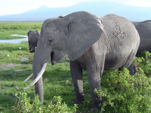Tại sao tiếng gầm của voi vang xa được tới 10km?